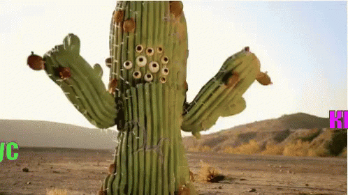 кактус кислотный неадекват пустыня GIF - Cactus Acid Kislota GIFs