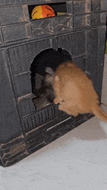 a cat looking out of a hole in a crate