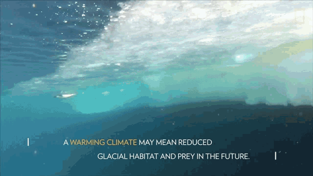 A Warming Climate May Mean Reduced Glacial Habitat And Prey In The Future National Geographic GIF - A Warming Climate May Mean Reduced Glacial Habitat And Prey In The Future National Geographic Adelie Penguin Numbers Have Marched Upward GIFs