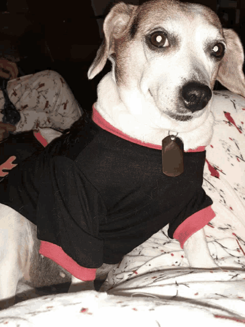 a brown and white dog wearing a black shirt with a tag around its neck