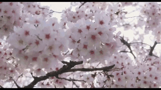 https://media1.tenor.com/m/mZ8pRgn3ZnsAAAAd/cherry-blossom.gif