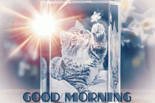 Good Morning Cat GIF - Good Morning Cat Kitty GIFs