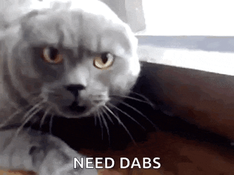 a cat is sitting on a table and looking at the camera with the words `` need dabs '' written on the bottom .