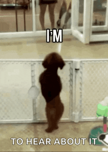 a small brown dog is standing on its hind legs in front of a fence .
