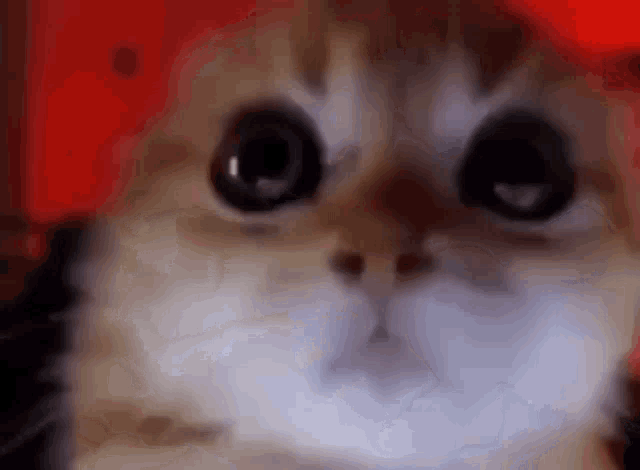 Cat Angry Rage GIF - Cat Angry Rage GIFs