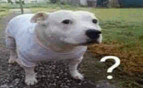 Dog Pajamas GIF - Dog Pajamas Question Mark GIFs