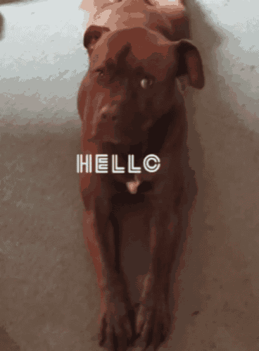 a brown dog is laying on the floor with the word hello written on it