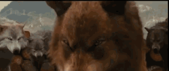 Wolves Stare GIF - Wolves Stare Angry GIFs