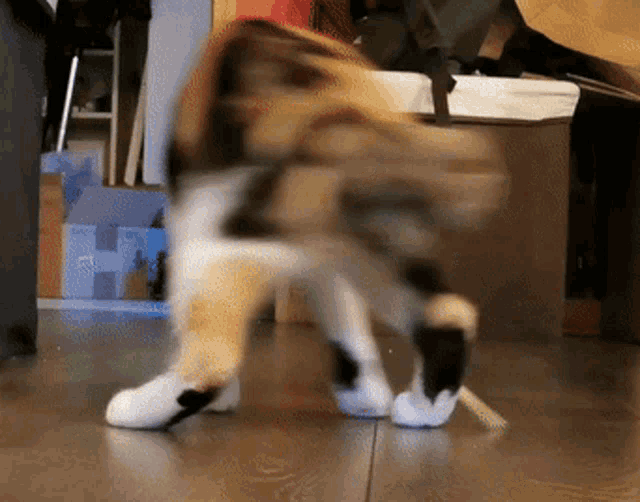 a blurry picture of a cat 's legs and feet