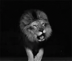 Roar Lions GIF - Roar Lions Wild Animals GIFs