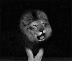 a black and white photo of a lion with its mouth open .