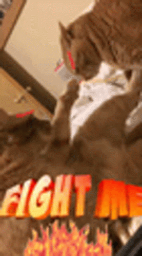 Cat Bring It On GIF - Cat Bring It On Fight Me GIFs