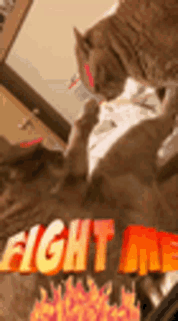 two cats are playing with each other in front of a fire and the words `` fight me '' .