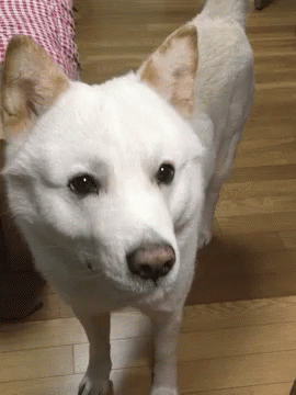 Maru Jindo Dog GIF - Maru Jindo Dog Dogs GIFs