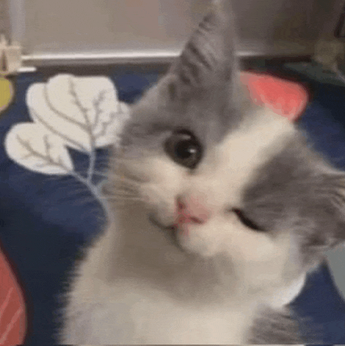 a gray and white cat is sitting on a blanket and looking at the camera .
