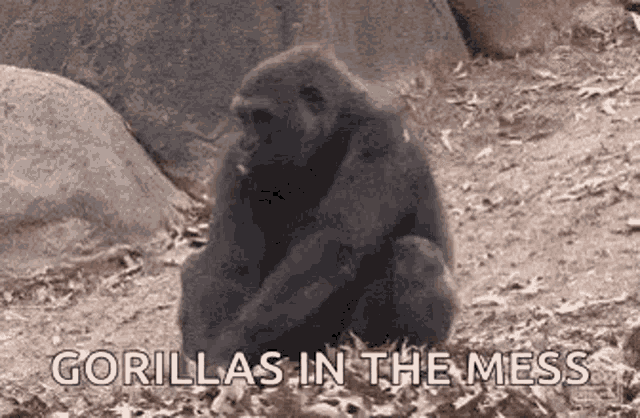 Gorilla Ninja GIF - Gorilla Ninja Hide GIFs