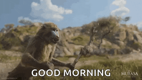 a baboon is holding a stick in its mouth and says `` good morning '' .