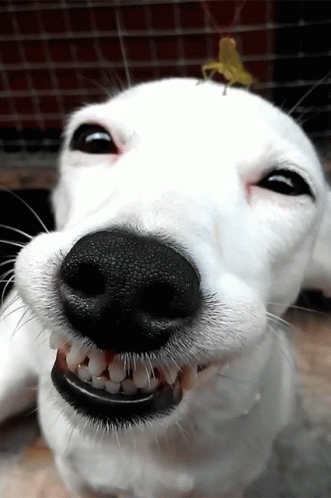 Smile Dog GIF - Smile Dog Happy GIFs