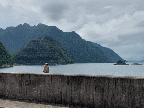 a monkey sits on a concrete wall overlooking a lake with mountains in the background