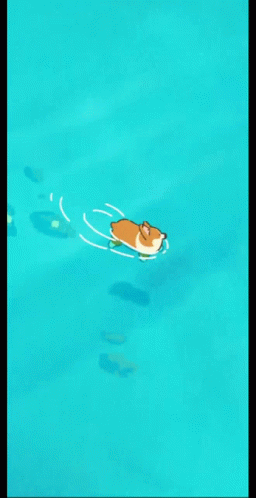 Dog Swim GIF - Dog Swim GIFs