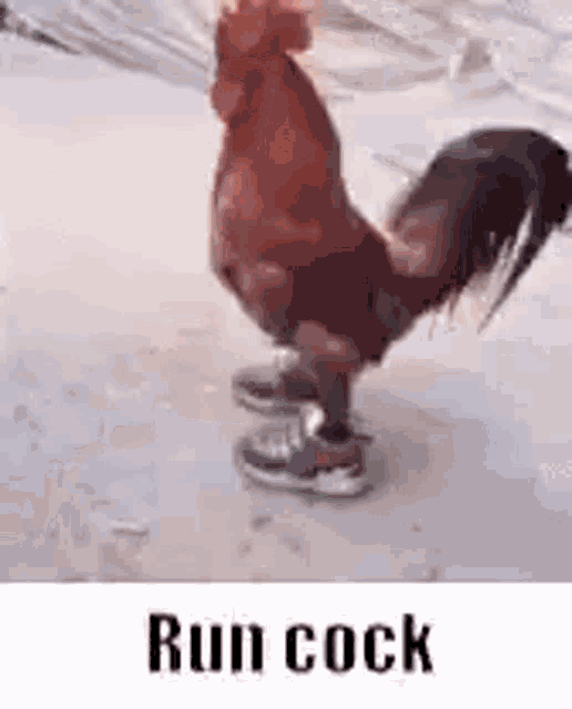 a rooster wearing a pair of sneakers is standing on the ground .