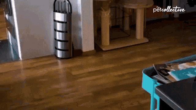 Excited The Pet Collective GIF - Excited The Pet Collective Running GIFs