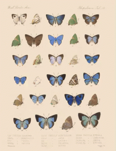 Moving Butterflies On A Poster GIF - Bugs Bug Butterfly GIFs