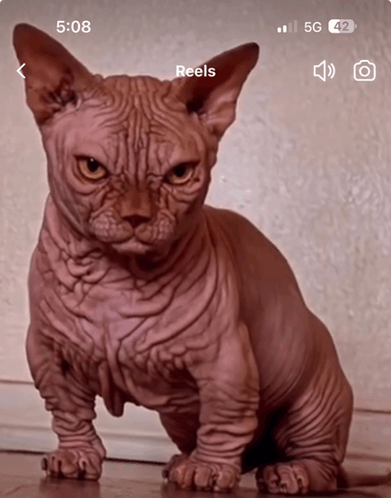 Bambino Cat GIF - Bambino Cat GIFs