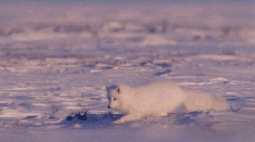 Arctic Fox Jump GIF - Arctic Fox Jump Fail GIFs