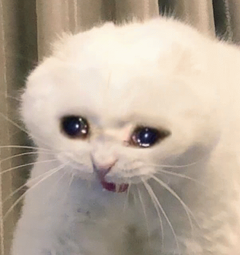 Crying Cat Sad GIF - Crying Cat Sad Cat GIFs