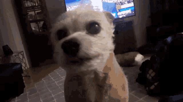 a small dog is looking at the camera in front of a tv