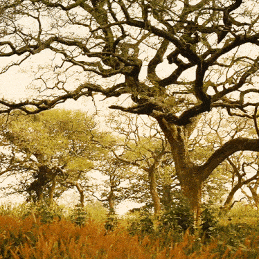 a tree with a lot of branches is in a field