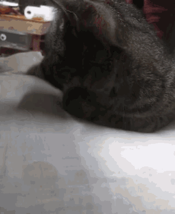a cat is laying down on a bed with a person standing behind it