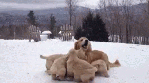 Dogs Happy GIF - Dogs Happy Puppies GIFs