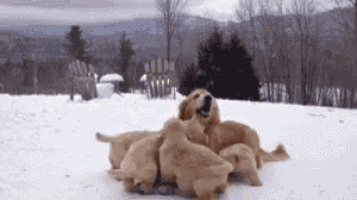 a group of puppies are playing in the snow with a mother dog .