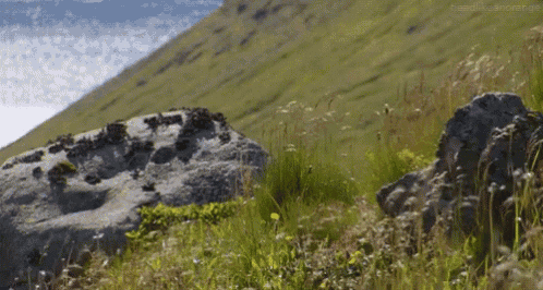 a grassy hillside with a rock in the foreground and a watermark that says ' sceniclandscape.ge '