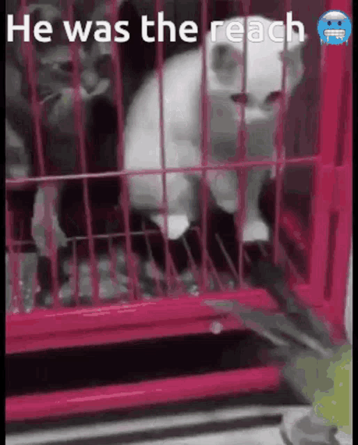 a cat in a pink cage that says he was the reach on it