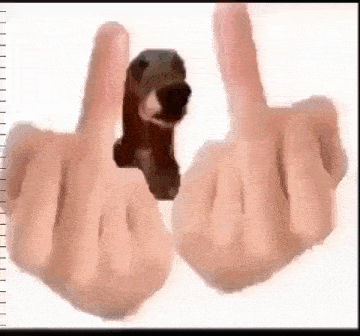 a person is holding a small dog between their fingers .