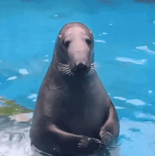 a seal is swimming in a pool and looking at the camera