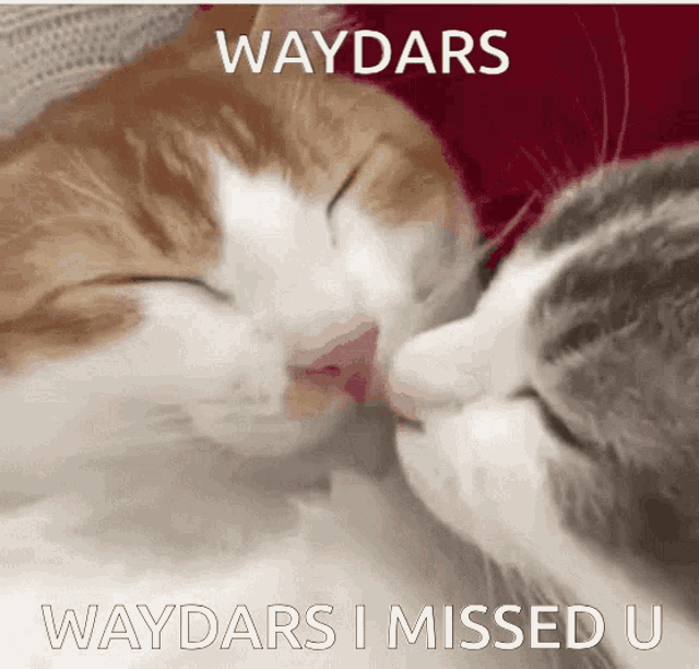 two cats kissing with the caption waydars waydars i missed u.