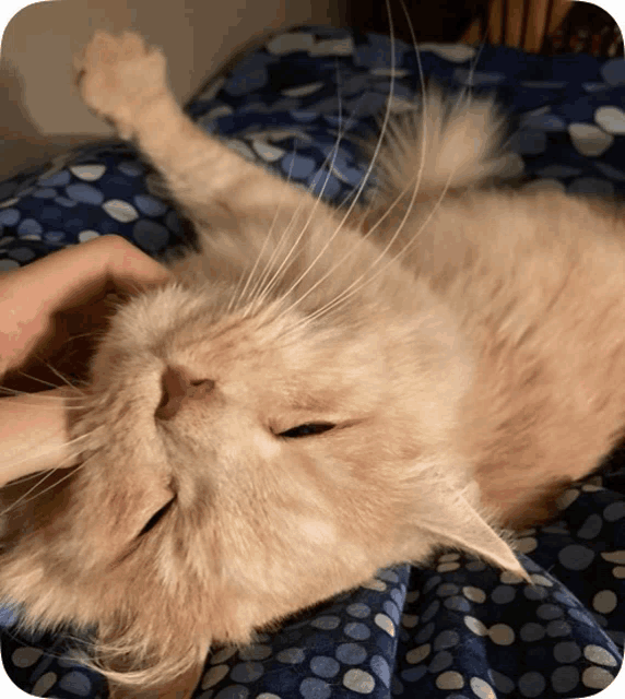 a cat laying on its back with its eyes closed and a person petting it