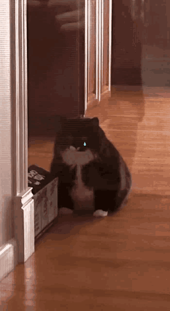 a black and white cat sits on a wooden floor next to a box that says ' beef ' on it