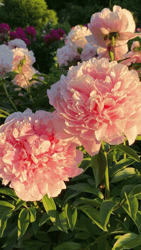 a bunch of pink flowers with green leaves in the background