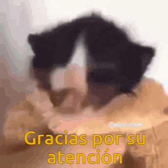 a blurry picture of a cat with the words " gracias por su atencion " on the bottom