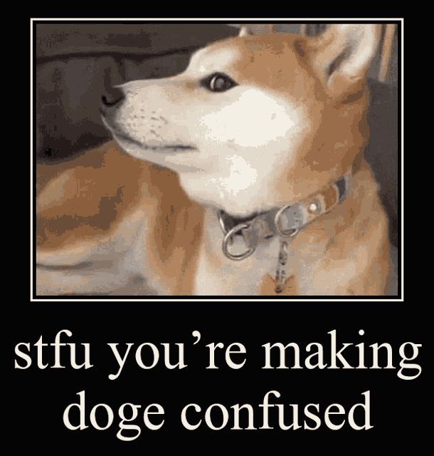 Stfu Doge GIF - Stfu Doge Confused GIFs