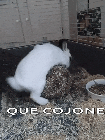 a white rabbit is eating hay in a cage .