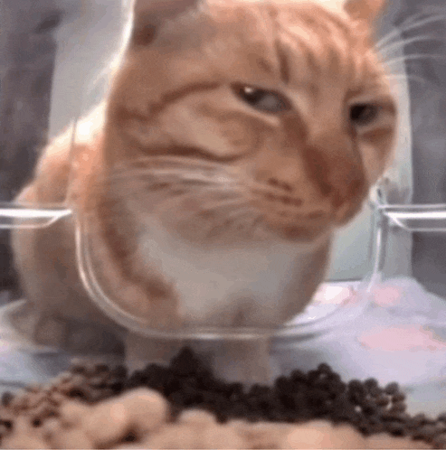 a close up of a cat eating food from a glass bowl .