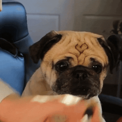 a close up of a pug dog with a diamond on its forehead