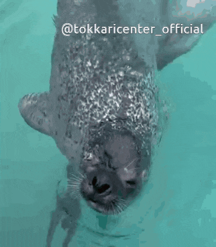 a seal is swimming in a pool with the words @tokkaricenter_official above it