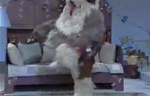 a dog is standing on its hind legs in front of a couch in a living room .